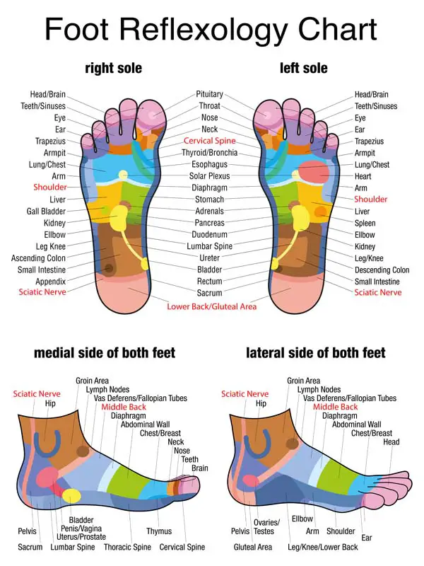 Everything You Need To Know About Reflexology For Sciatica TCM Tips