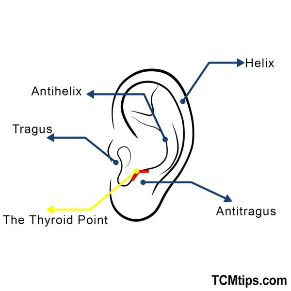 The Acupressure Points For Thyroid That You Need Immediately Easy TCM Wisdom Your Path to