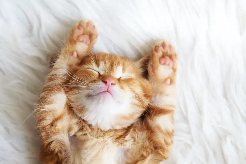 7 Acupressure Points For Sleep Apnea That Will Improve Your Quality Of Sleep